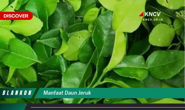 Ketahui 5 Manfaat Daun Jeruk yang Jarang Diketahui