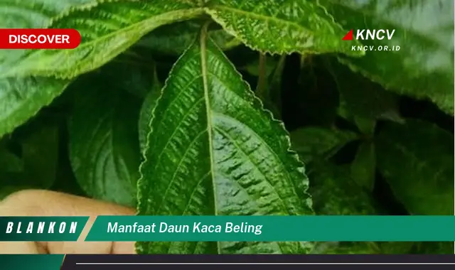 9 Manfaat Daun Kaca Beling untuk Kesehatan Anda