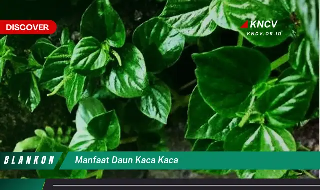 Ketahui 8 Manfaat Daun Kaca Kaca untuk Kesehatan Tubuh Anda