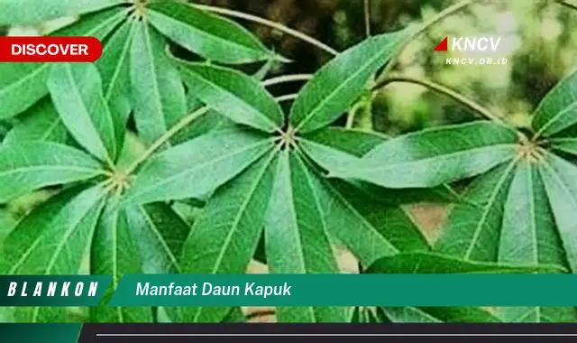 Temukan Manfaat Daun Kapuk yang Jarang Diketahui