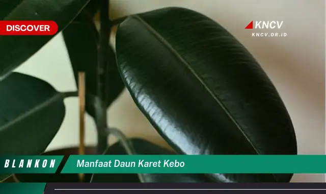 Ketahui 10 Manfaat Daun Karet Kebo untuk Kesehatan dan Kecantikan