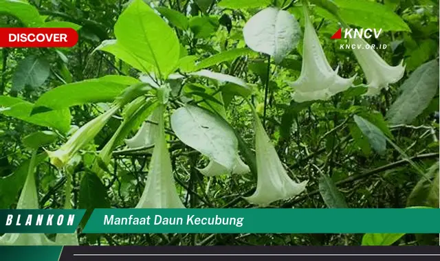 Ketahui 5 Manfaat Daun Kecubung yang Jarang Diketahui