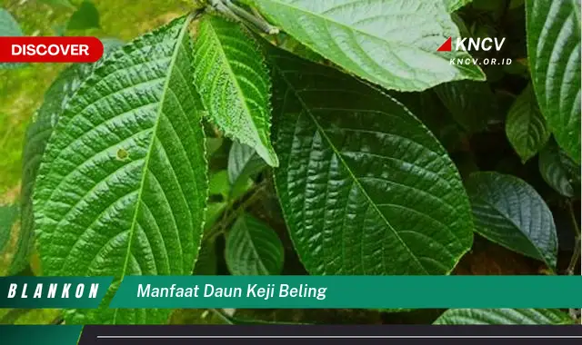 Ketahui 7 Manfaat Daun Keji Beling yang Jarang Diketahui