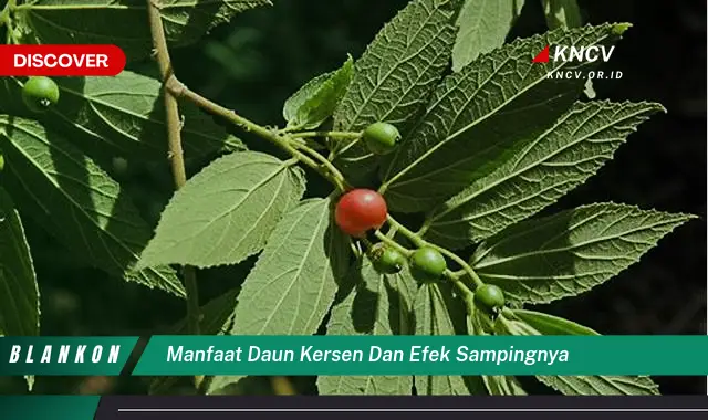 Ketahui 8 Manfaat Daun Kersen untuk Kesehatan, Khasiat dan Efek Samping yang Perlu Anda Waspadai