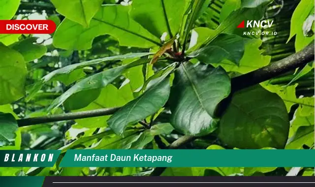 Ketahui 5 Manfaat Daun Ketapang yang Jarang Diketahui