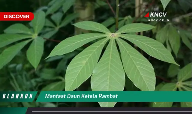 9 Manfaat Daun Ketela Rambat yang Jarang Diketahui