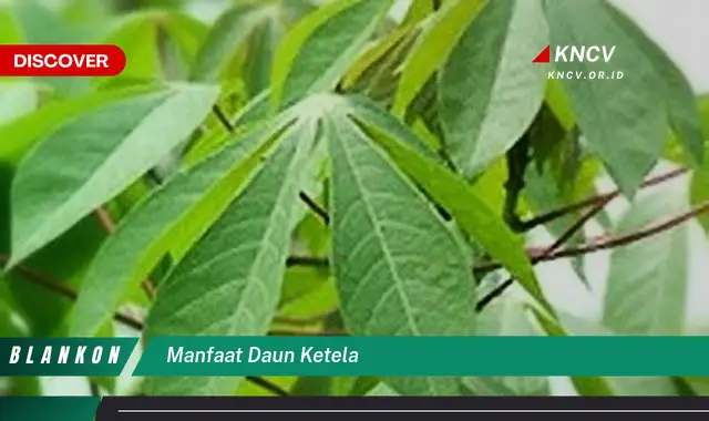 10 Manfaat Daun Ketela: Rahasia Kesehatan Terungkap