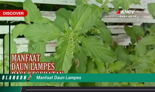 Ketahui 9 Manfaat Daun Lampes untuk Kesehatan dan Kecantikan