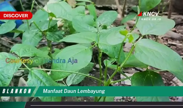 Ketahui 10 Manfaat Daun Lembayung untuk Kesehatan Tubuh Anda