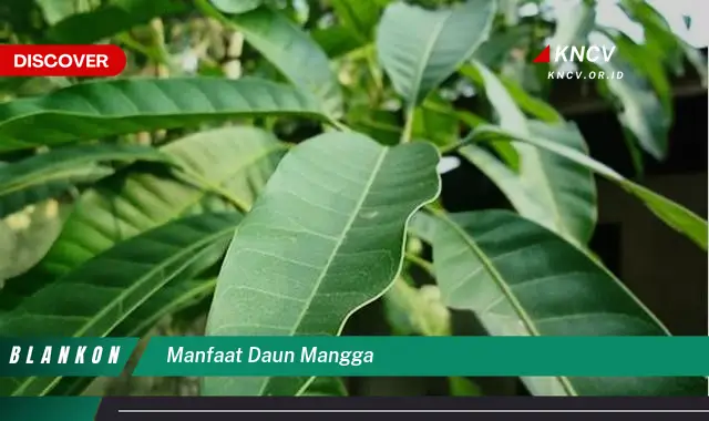 Ketahui 5 Manfaat Daun Mangga yang Jarang Diketahui