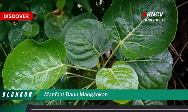 Ketahui 5 Manfaat Daun Mangkokan yang Jarang Diketahui