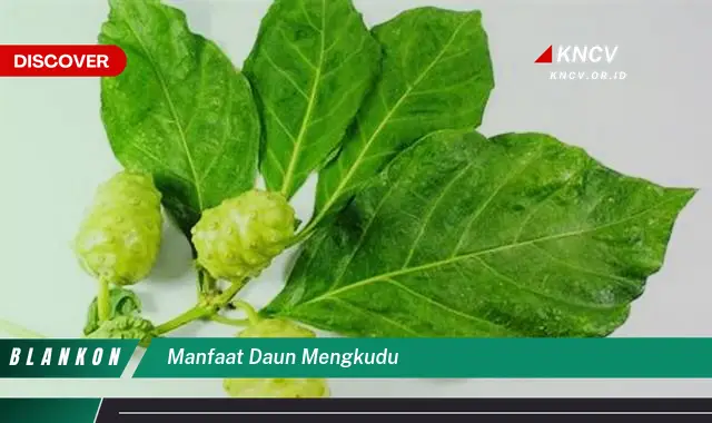 Ketahui 6 Manfaat Daun Mengkudu yang Jarang Diketahui