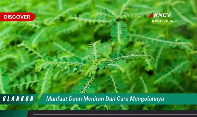 Ketahui 9 Manfaat Daun Meniran untuk Kesehatan dan Cara Mengolahnya dengan Mudah