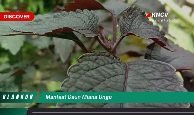 Ketahui 9 Manfaat Daun Miana Ungu untuk Kesehatan Anda