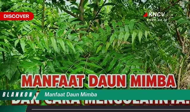 Ketahui 7 Manfaat Daun Mimba Yang Jarang Diketahui