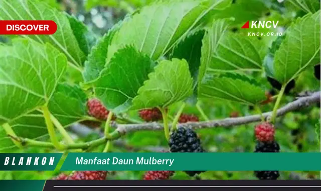 Ketahui 8 Manfaat Daun Mulberry untuk Kesehatan Tubuh Anda