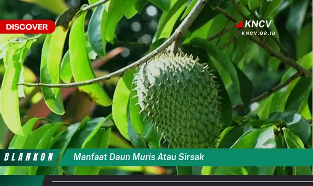 Ketahui 9 Manfaat Daun Muris (Sirsak) untuk Kesehatan, Dari Anti Kanker Hingga Meningkatkan Imunitas