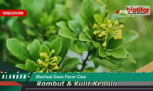 Ketahui 9 Manfaat Daun Pacar Cina untuk Kesehatan Tubuh Anda