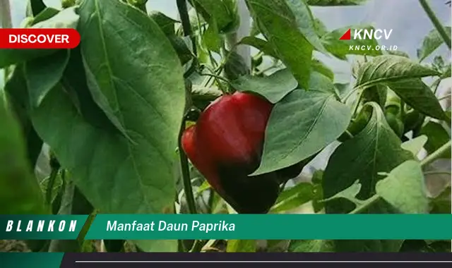 Ketahui 5 Manfaat Daun Paprika untuk Kesehatan