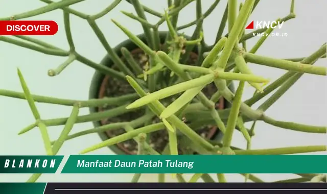 Ketahui 9 Manfaat Daun Patah Tulang untuk Mempercepat Penyembuhan