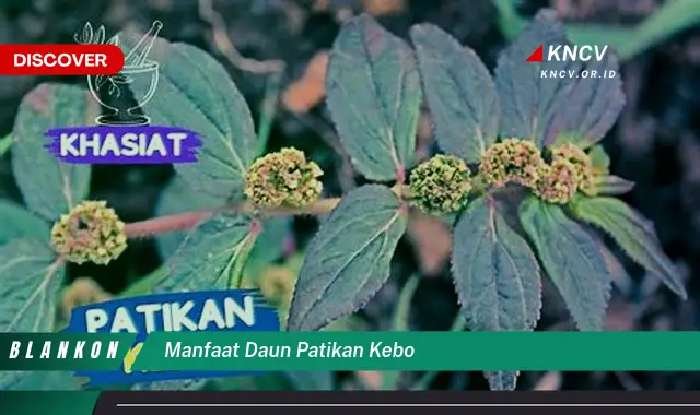 Ketahui Manfaat Daun Patikan Kebo yang Jarang Diketahui