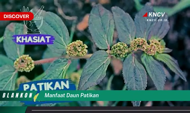 Ketahui 10 Manfaat Daun Patikan untuk Kesehatan,  Dari Mengatasi Luka Hingga Meredakan Batuk