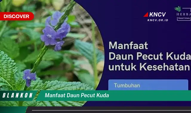 Ketahui 7 Manfaat Daun Pecut Kuda yang Jarang Diketahui