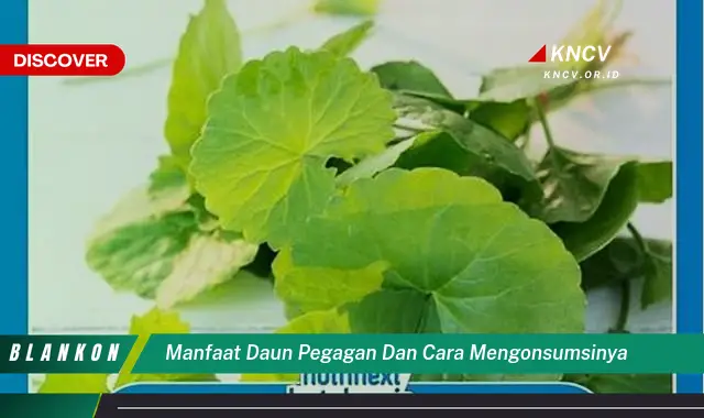 Ketahui 8 Manfaat Daun Pegagan untuk Kesehatan dan Cara Mengonsumsinya dengan Benar