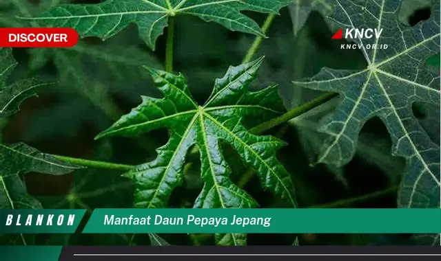 Ketahui 7 Manfaat Daun Pepaya Jepang yang Jarang Diketahui