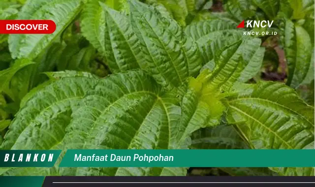 Ketahui 6 Manfaat Daun Pohpohan yang Jarang Diketahui