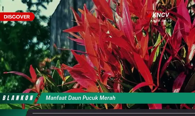 Ketahui 5 Manfaat Daun Pucuk Merah yang Jarang Diketahui