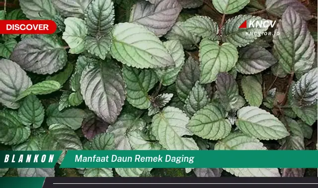 Temukan 7 Manfaat Daun Remek Daging untuk Kesehatan