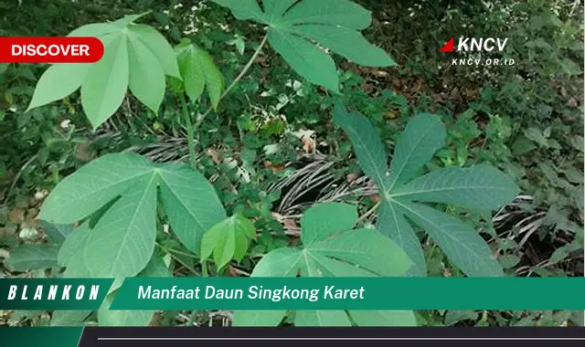 Ketahui 9 Manfaat Daun Singkong Karet untuk Kesehatan Anda