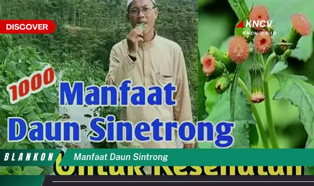 Ketahui 5 Manfaat Daun Sintrong yang Jarang Diketahui