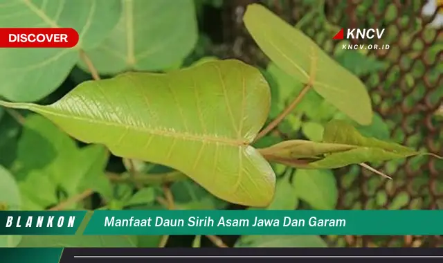 Ketahui 8 Manfaat Daun Sirih, Asam Jawa, dan Garam untuk Kesehatan Anda