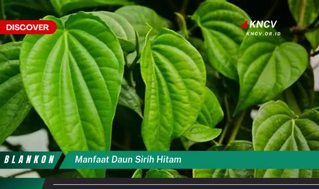 Ketahui 10 Manfaat Daun Sirih Hitam untuk Kesehatan Tubuh Anda