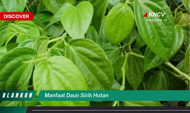 Ketahui 9 Manfaat Daun Sirih Hutan untuk Kesehatan dan Cara Penggunaannya