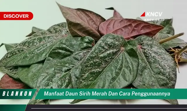 Temukan 7 Manfaat Daun Sirih Merah untuk Kesehatan Anda