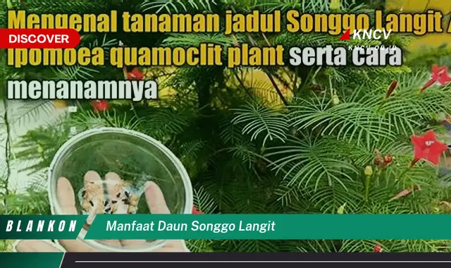 Ketahui 8 Manfaat Daun Songgo Langit untuk Kesehatan dan Kecantikan