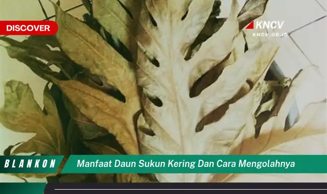 Temukan Manfaat Daun Sukun Kering yang Belum Banyak Orang Tahu