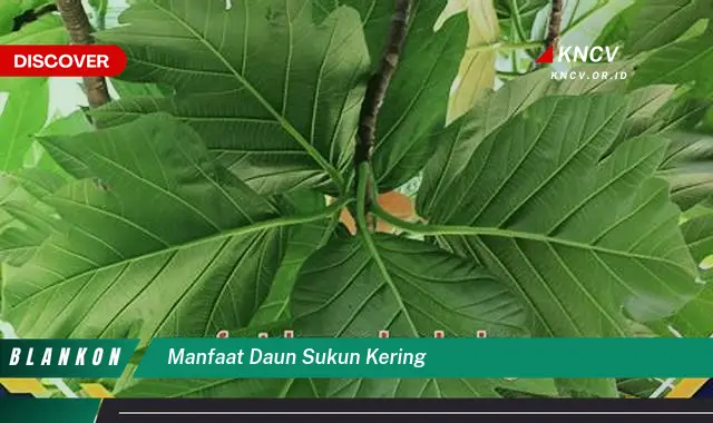 Ketahui 10 Manfaat Daun Sukun Kering yang Jarang Diketahui