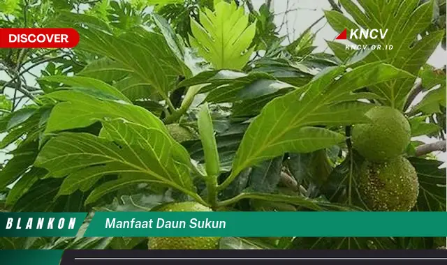 Ketahui 7 Manfaat Daun Sukun yang Jarang Diketahui