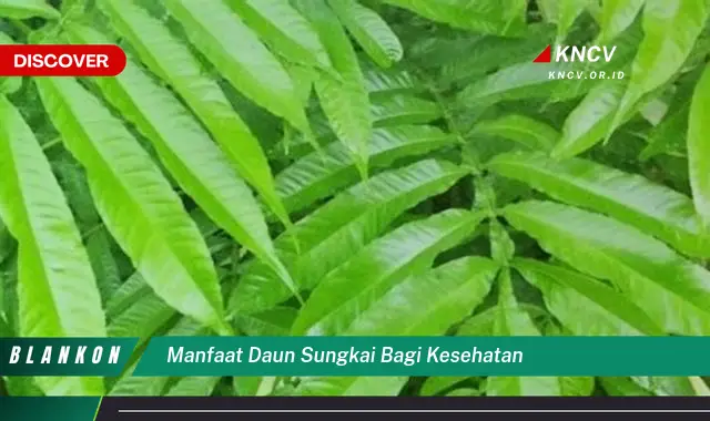 Ketahui 7 Manfaat Daun Sungkai untuk Kesehatan