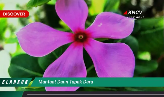 10 Manfaat Daun Tapak Dara yang Jarang Diketahui