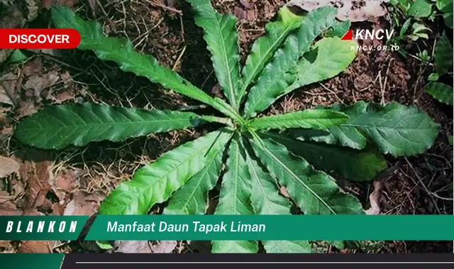 Ketahui 7 Manfaat Daun Tapak Liman yang Jarang Diketahui