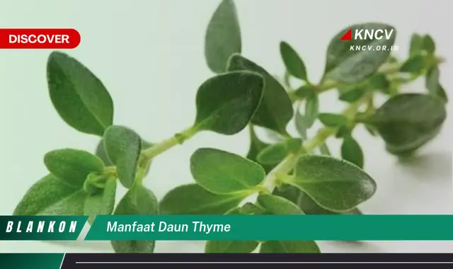 Ketahui 10 Manfaat Daun Thyme untuk Kesehatan, Kecantikan, dan Masakan