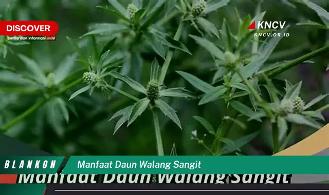 Ketahui 5 Manfaat Ajaib Daun Walang Sangit