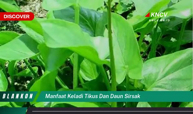 Ketahui 9 Manfaat Keladi Tikus dan Daun Sirsak untuk Kesehatan Anda