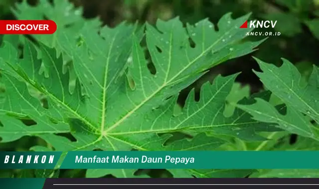 Temukan Manfaat Makan Daun Pepaya yang Jarang Diketahui