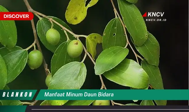 Ketahui 9 Manfaat Minum Daun Bidara untuk Kesehatan Tubuh Anda